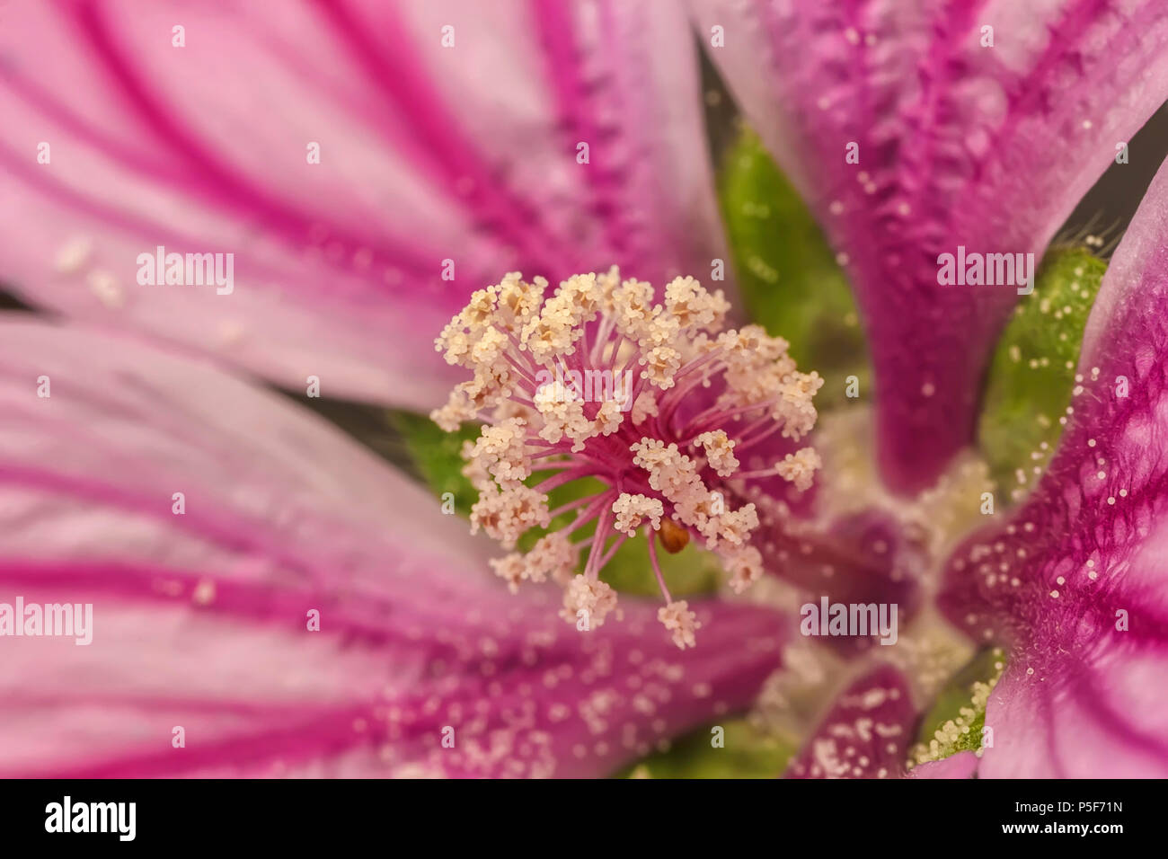 Extreme Nahaufnahme der eine bunte Blume Staubgefäße und Stigmatisierung. Blume Anatomie Makro. Stockfoto