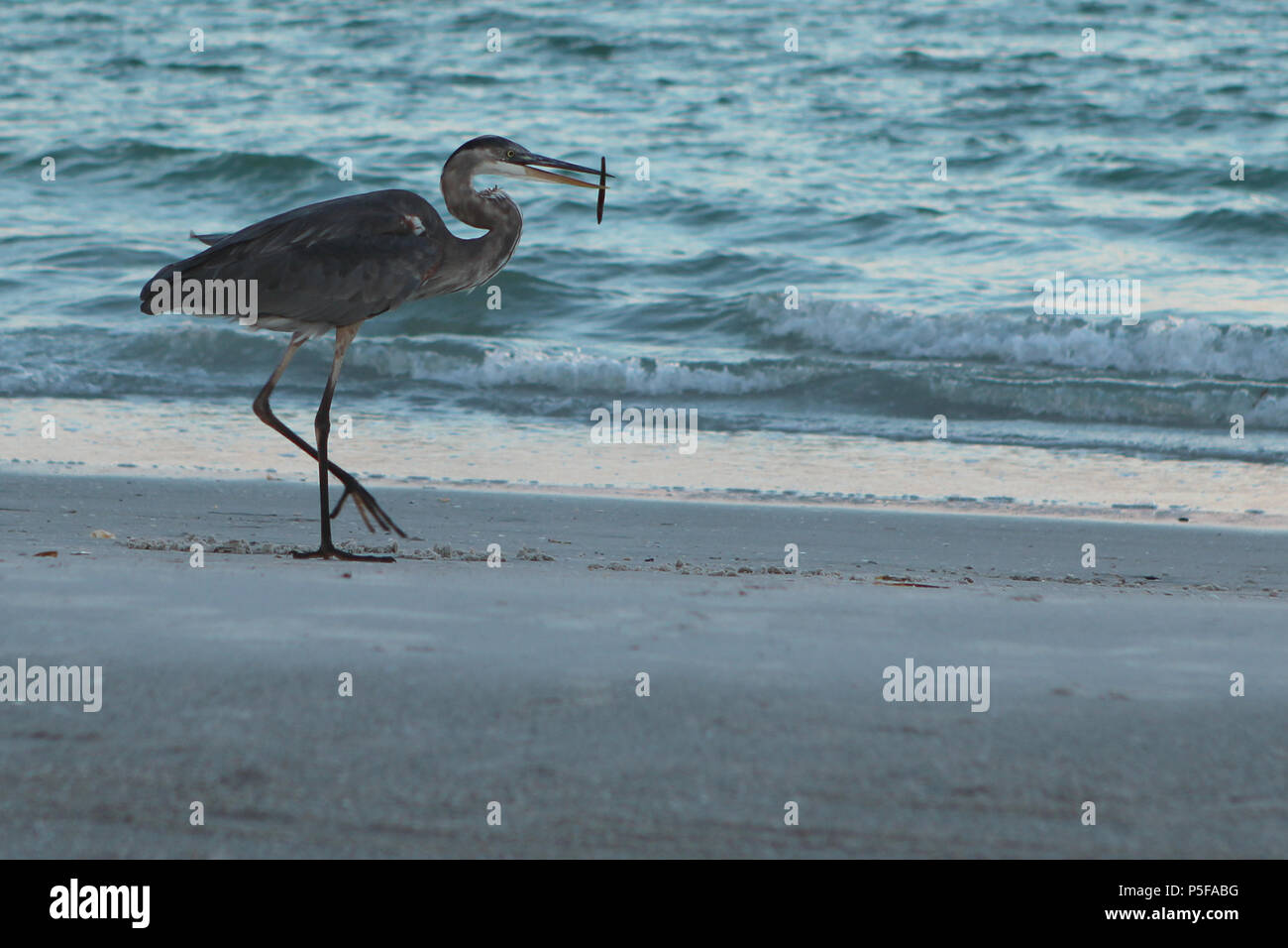 Ein Reiher mit Fisch im Mund am Strand von Indian Rocks Beach in Florida, USA. Stockfoto