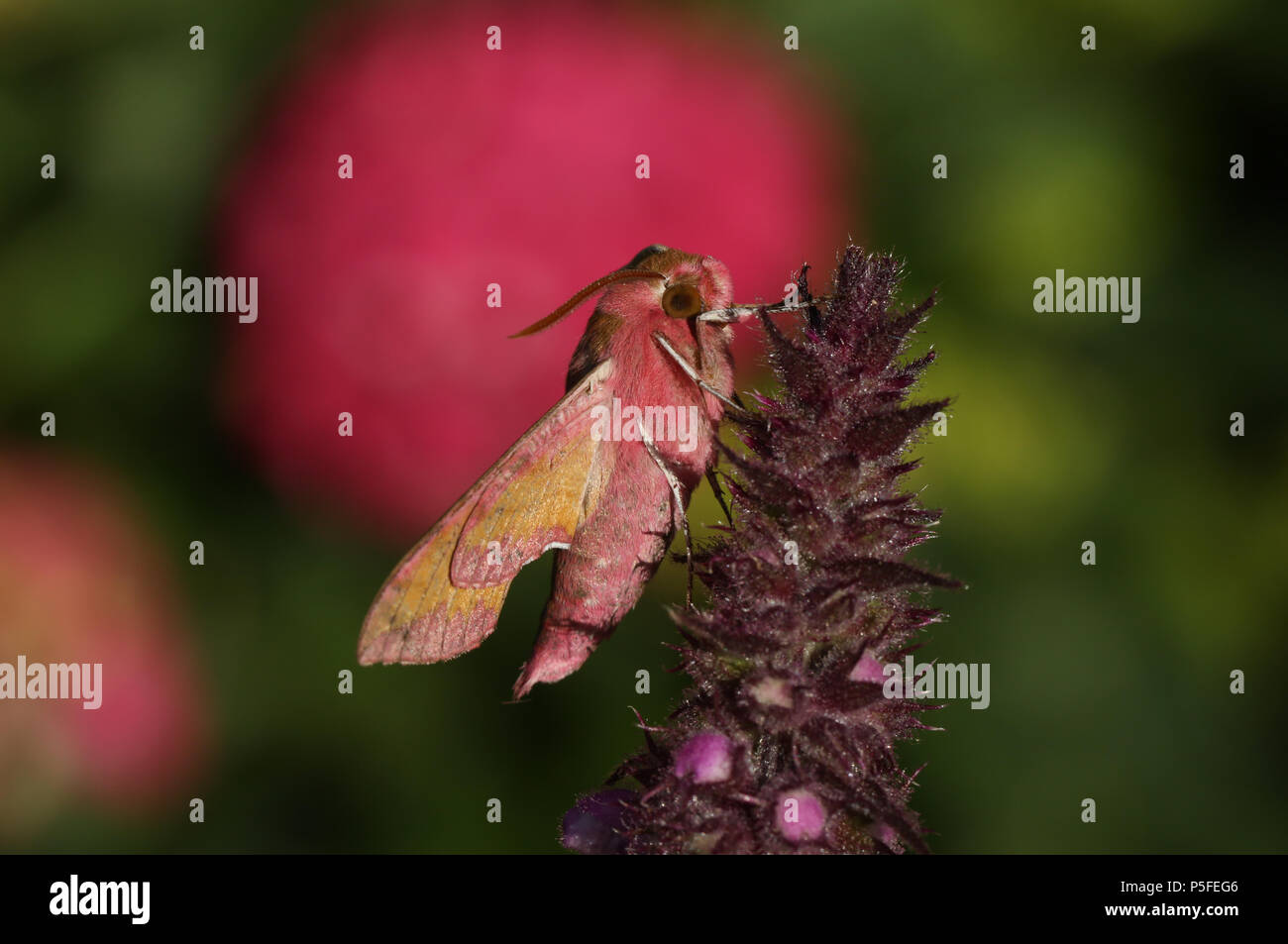 Eine atemberaubende Small Elephant Hawk-moth (Deilephila porcellus) auf eine Blume. Stockfoto