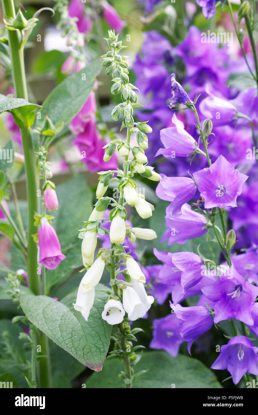 Digitalis purpurea und Glockenblumen im Garten. Stockfoto
