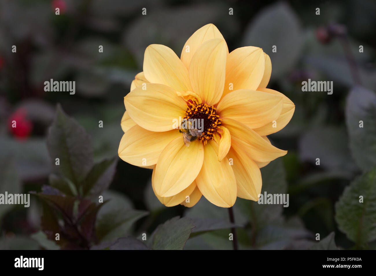 Gelb Orange Dahlie Blüte mit Hummel. Stockfoto