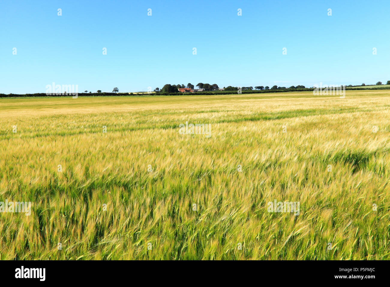 Gerste, auf Feldern, Gelb, landwirtschaftlichen Feld, die Fruchtart, Norfolk, England, Großbritannien Stockfoto