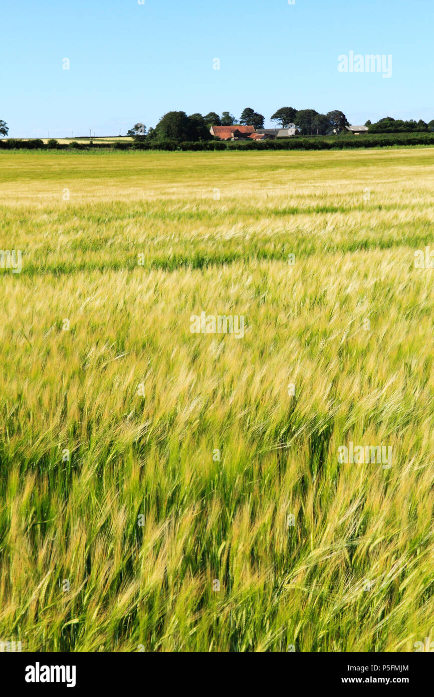Gerste, auf Feldern, Gelb, landwirtschaftlichen Feld, die Fruchtart, Norfolk, England, Großbritannien Stockfoto