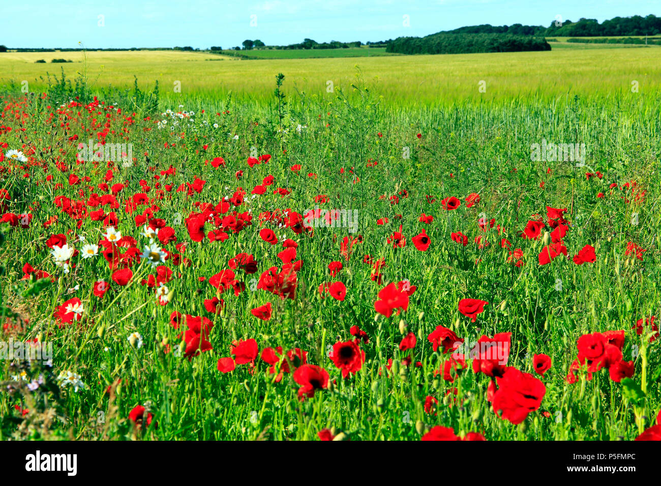 Rotes Feld Mohnblumen, gelbes Feld von Gerste, North Norfolk, England, Landwirtschaft, Feld, Landwirtschaft, Ernte, Getreide, Gerste, Felder Stockfoto