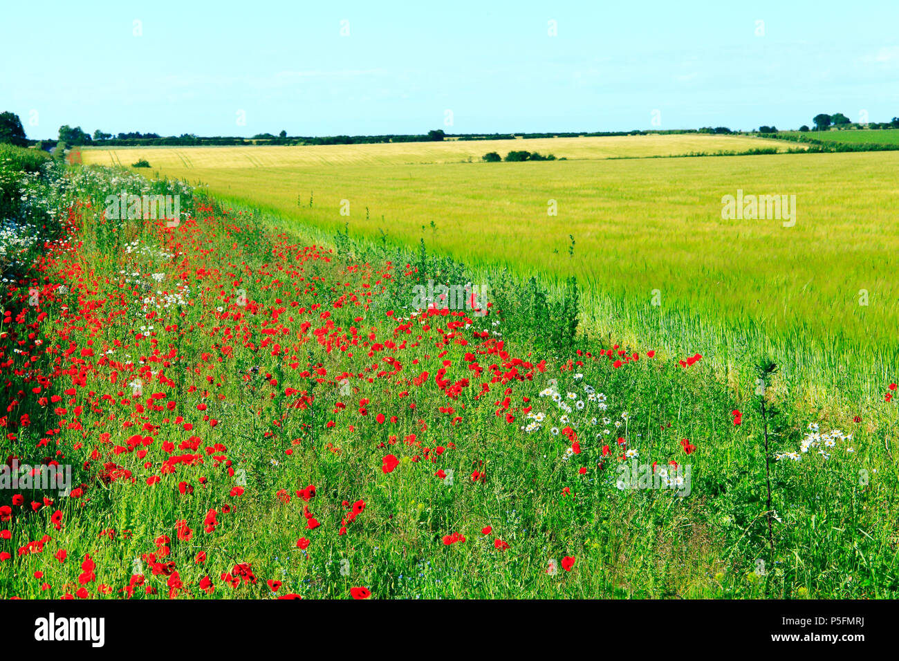 Rotes Feld Mohnblumen, gelbes Feld von Gerste, North Norfolk, England, Landwirtschaft, Feld, Landwirtschaft, Ernte, Getreide, Gerste, Felder Stockfoto