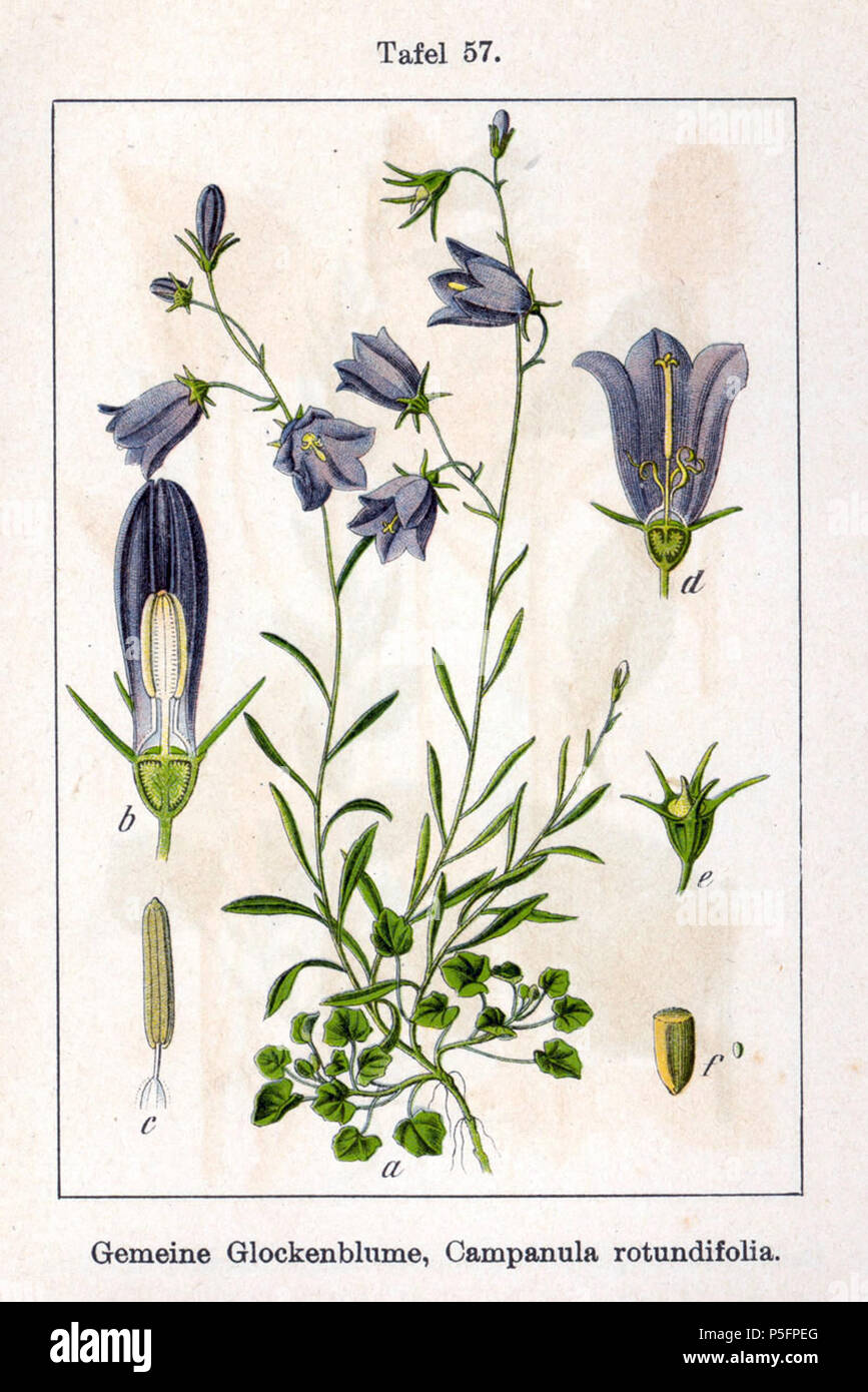 N/A. Englisch: Campanula rotundifolia L. s Str. Original Beschreibung Gemeine Glockenblume, Campanula rotundifolia. 1796. Johann Georg Sturm (Maler: Jakob Sturm) 265 Campanula rotundifolia Sturm 12057 Stockfoto