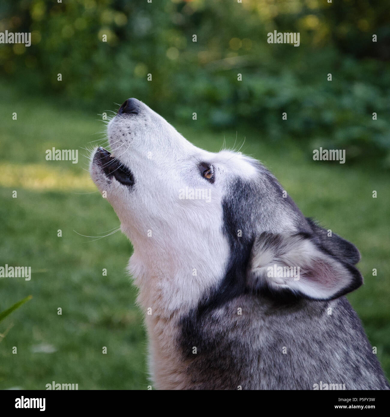 Siberian Husky Hund auf einer Wiese Hintergrund heulen Stockfoto