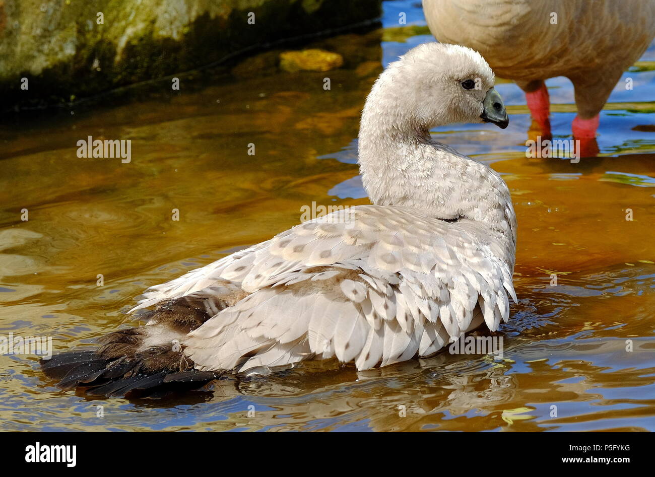 Cape kargen Gans Cereopsis novaehollandiae Stockfoto