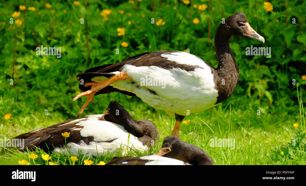 Spaltfußgans (Anseranas semipalmata). Stockfoto