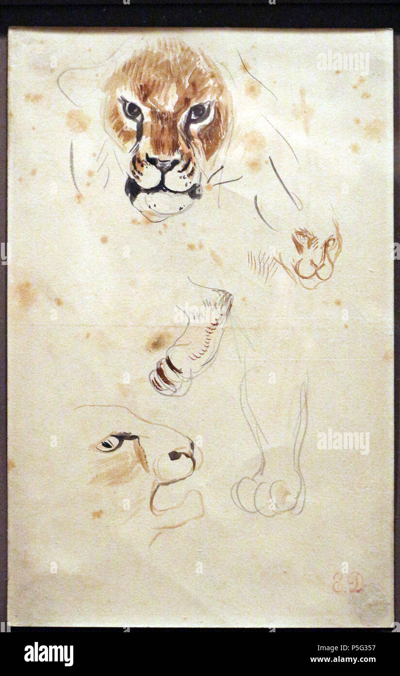 534 Eugène Delacroix, testa e zampe di Leone, n. d., acquerello e matita Stockfoto