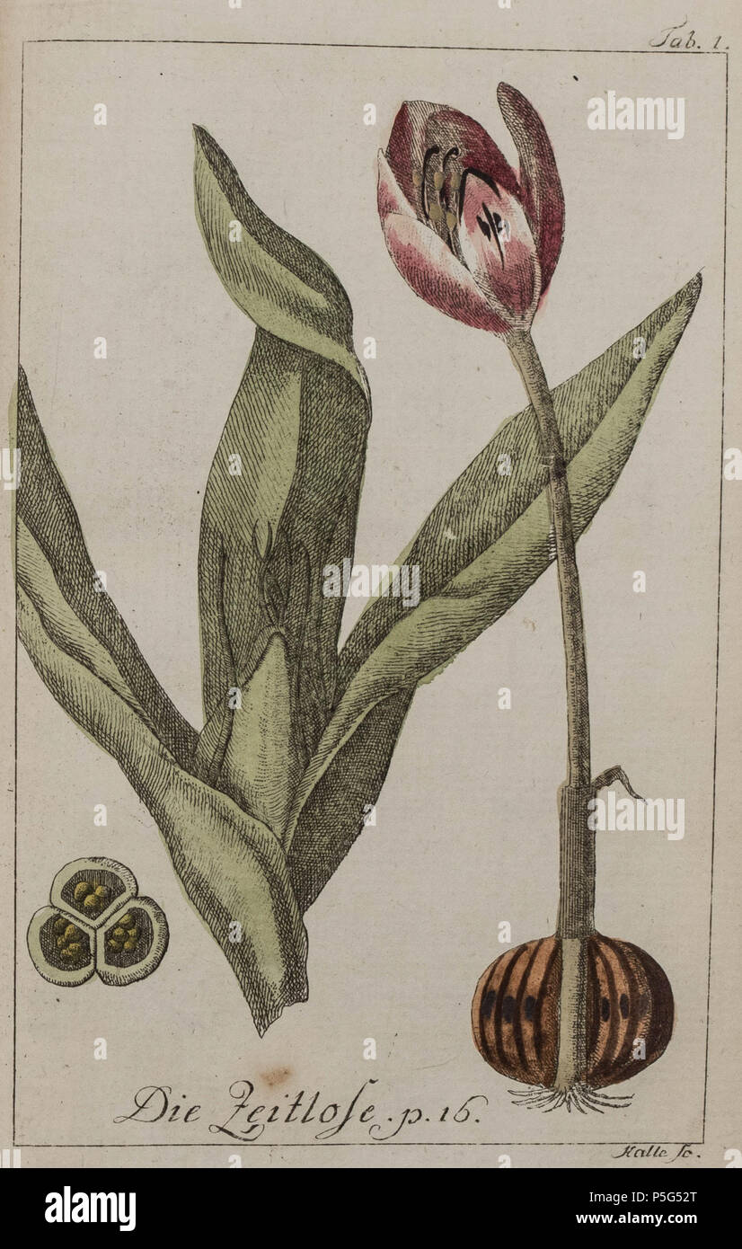N/A. Svenska: Illustration av Tidlösa (Colchicum autumnale). 1794. Johann Samuel Halle 1727-1810 365 Colchicum autumnale Abbildung: 1794 Stockfoto
