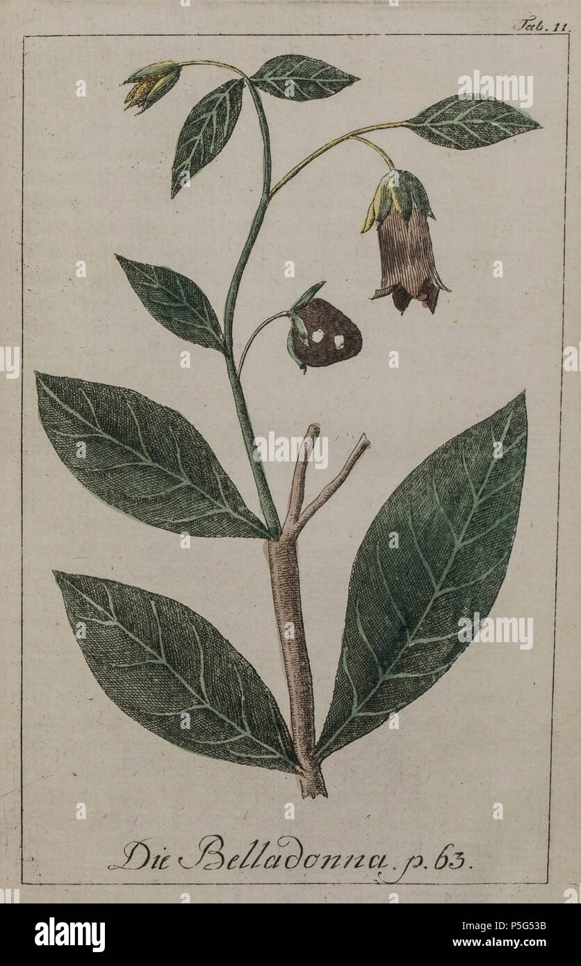 N/A. Svenska: Illustration av Tollkirsche (Atropa belladonna). 1794. Johann Samuel Halle 1727-1810 148 Atropa belladonna Abbildung: 1794 Stockfoto