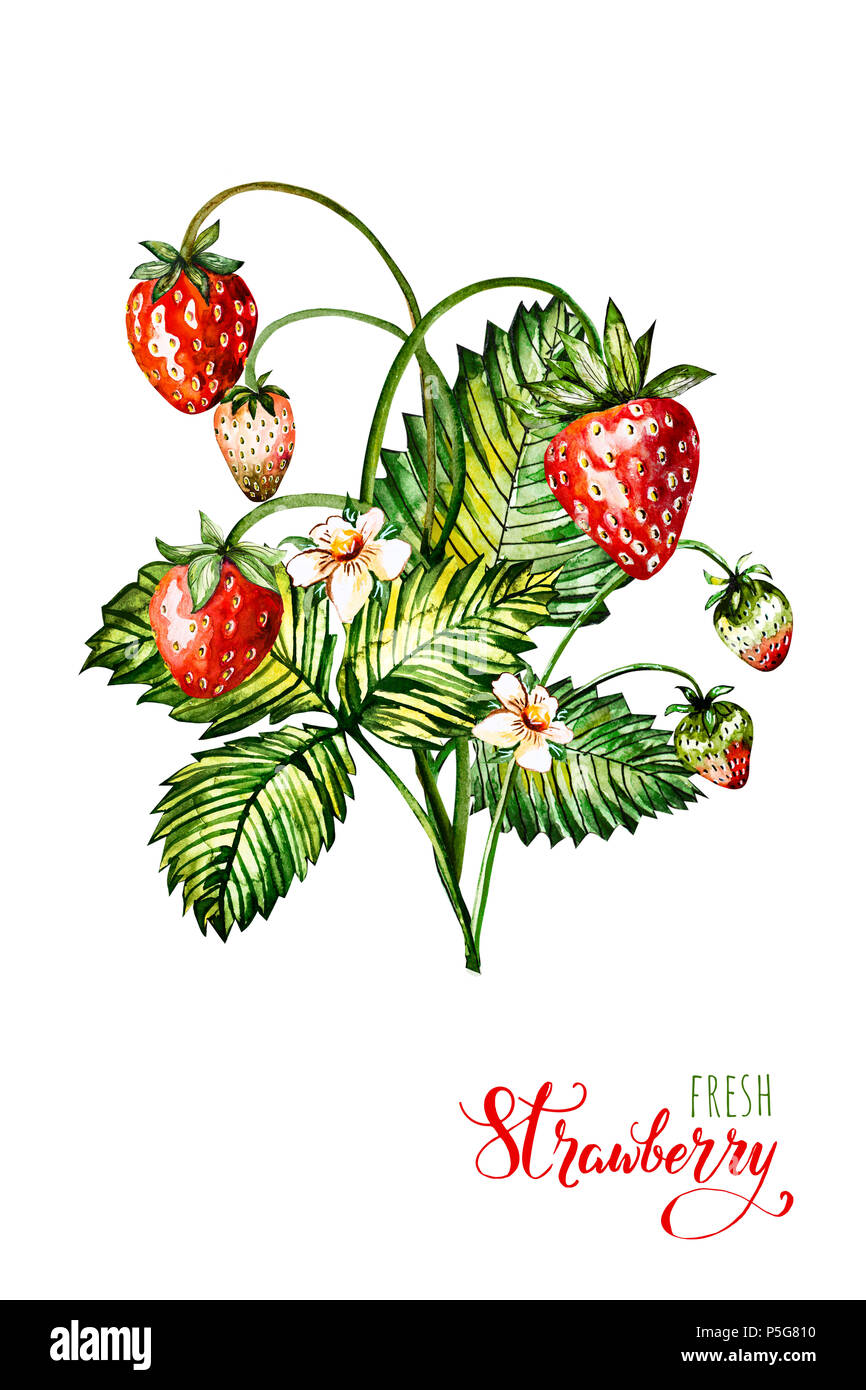 Hand Aquarellmalerei Erdbeere auf weißem Hintergrund dargestellt. Abbildung von Beeren. Aquarell floral background mit Erdbeeren. Sommer Card. Stockfoto