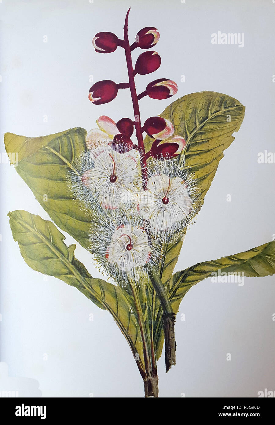 N/A. Englisch: Barringtonia racemosa (L.) Spreng. - Botanische Platte von Katharine Saunders (1824-1901). Katharine Saunders (1824-1901) 172 Barringtonia racemosa 00 Stockfoto
