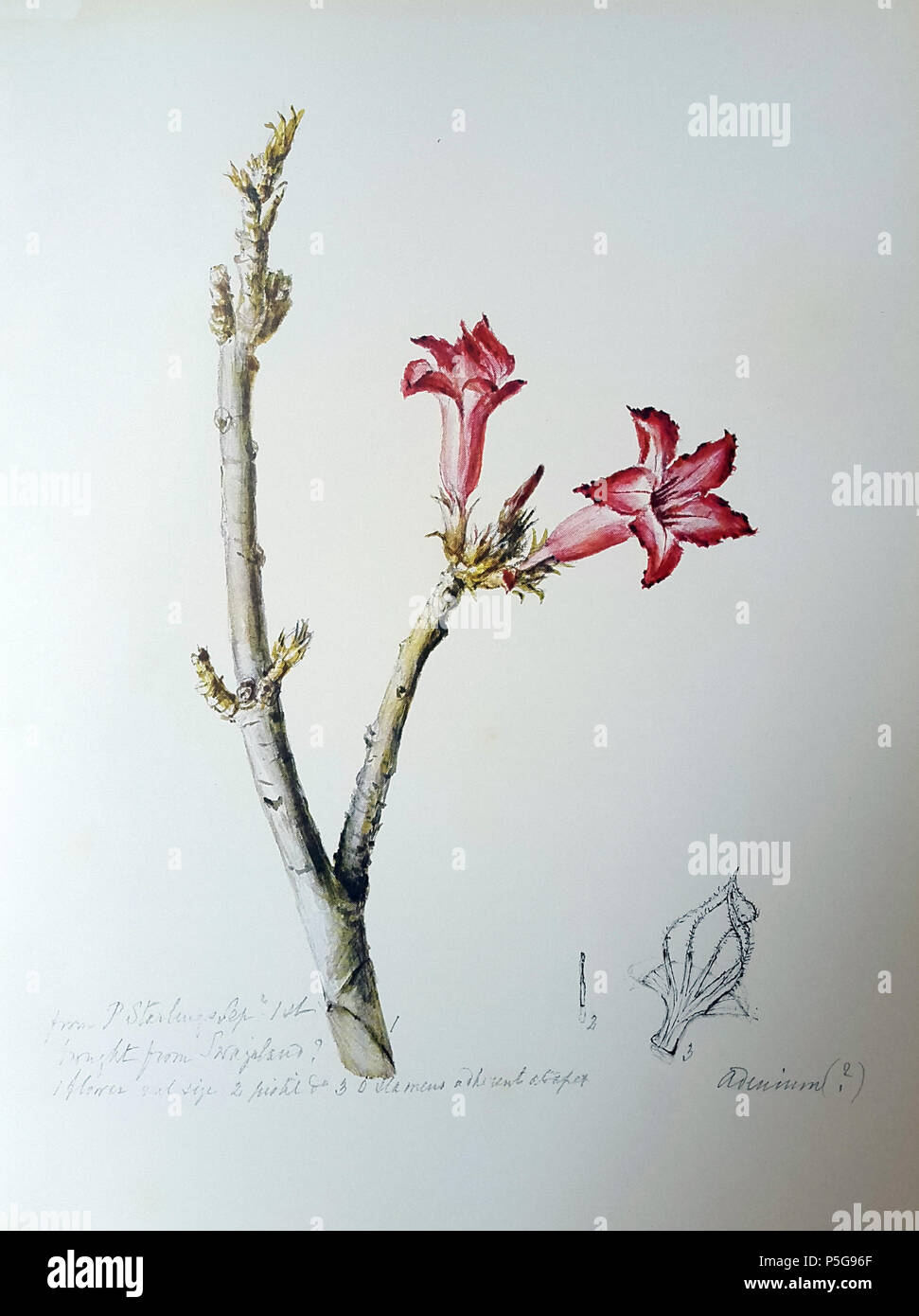 N/A. Englisch: adeniums obesum (Forssk.) Roem. & Schult. - Botanische Platte von Katharine Saunders (1824-1901). Katharine Saunders (1824-1901) 60 Adeniums obesum, 05. Stockfoto