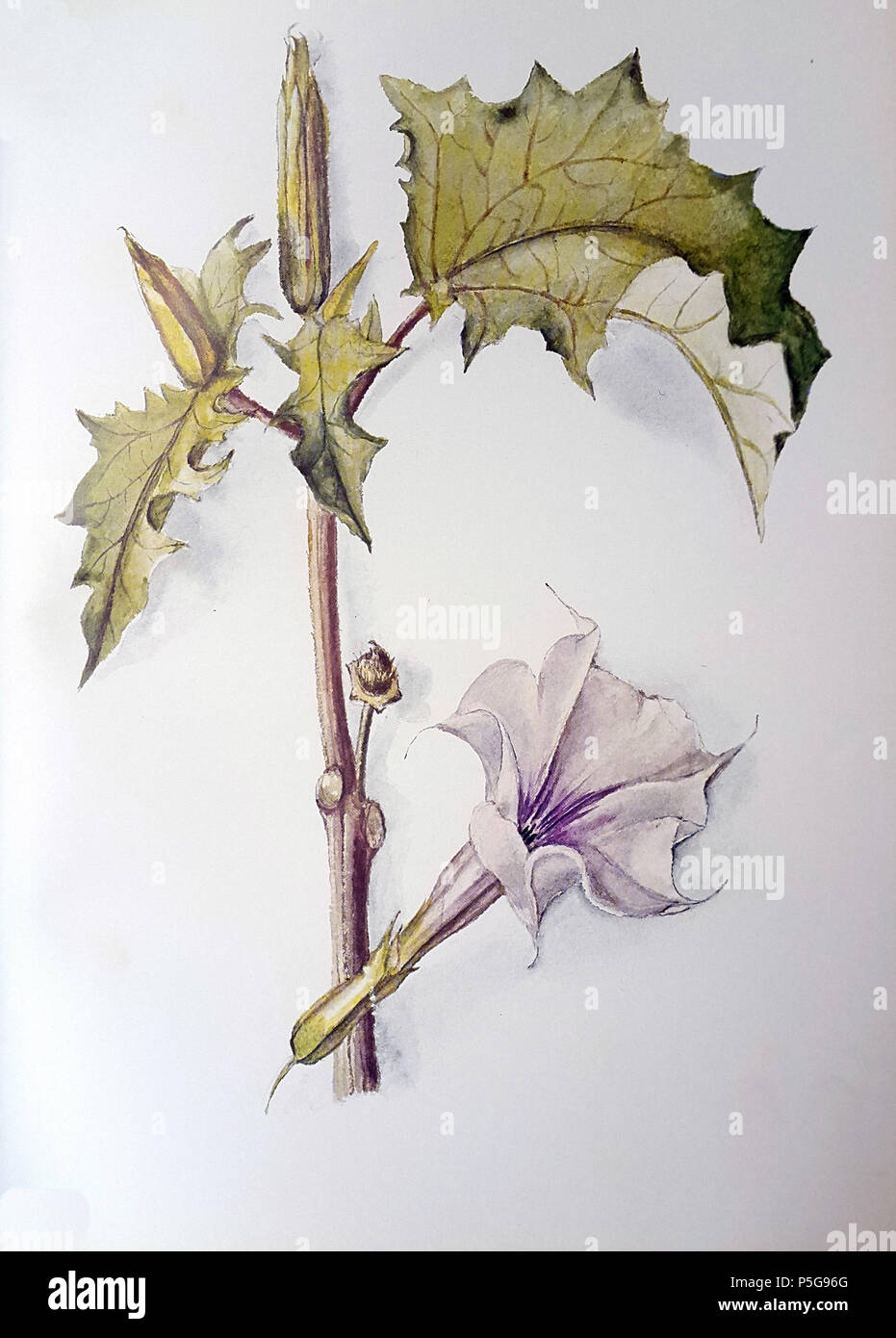 N/A. Englisch: Datura stramonium L. - botanische Platte von Katharine Saunders (1824-1901). Katharine Saunders (1824-1901) 415 Datura stramonium 00 Stockfoto