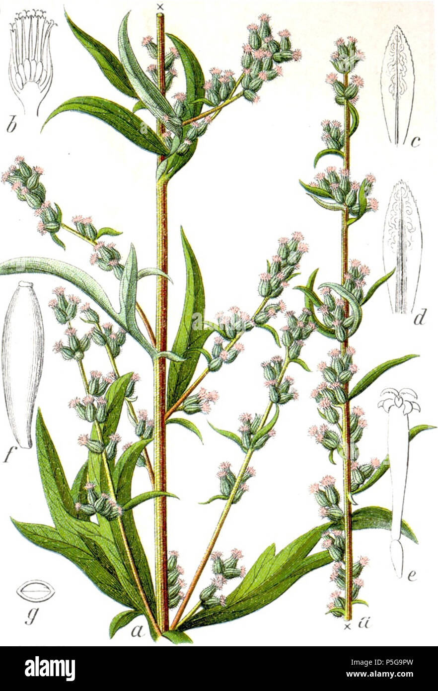 N/A. Englisch: Artemisia vulgaris L. in der ursprünglichen Beschreibung Echter Beifuss, Artemisia vulgaris. 1796. Johann Georg Sturm (Maler: Jakob Sturm) 140 Artemisia vulgaris Sturm Nr. 13035 Stockfoto