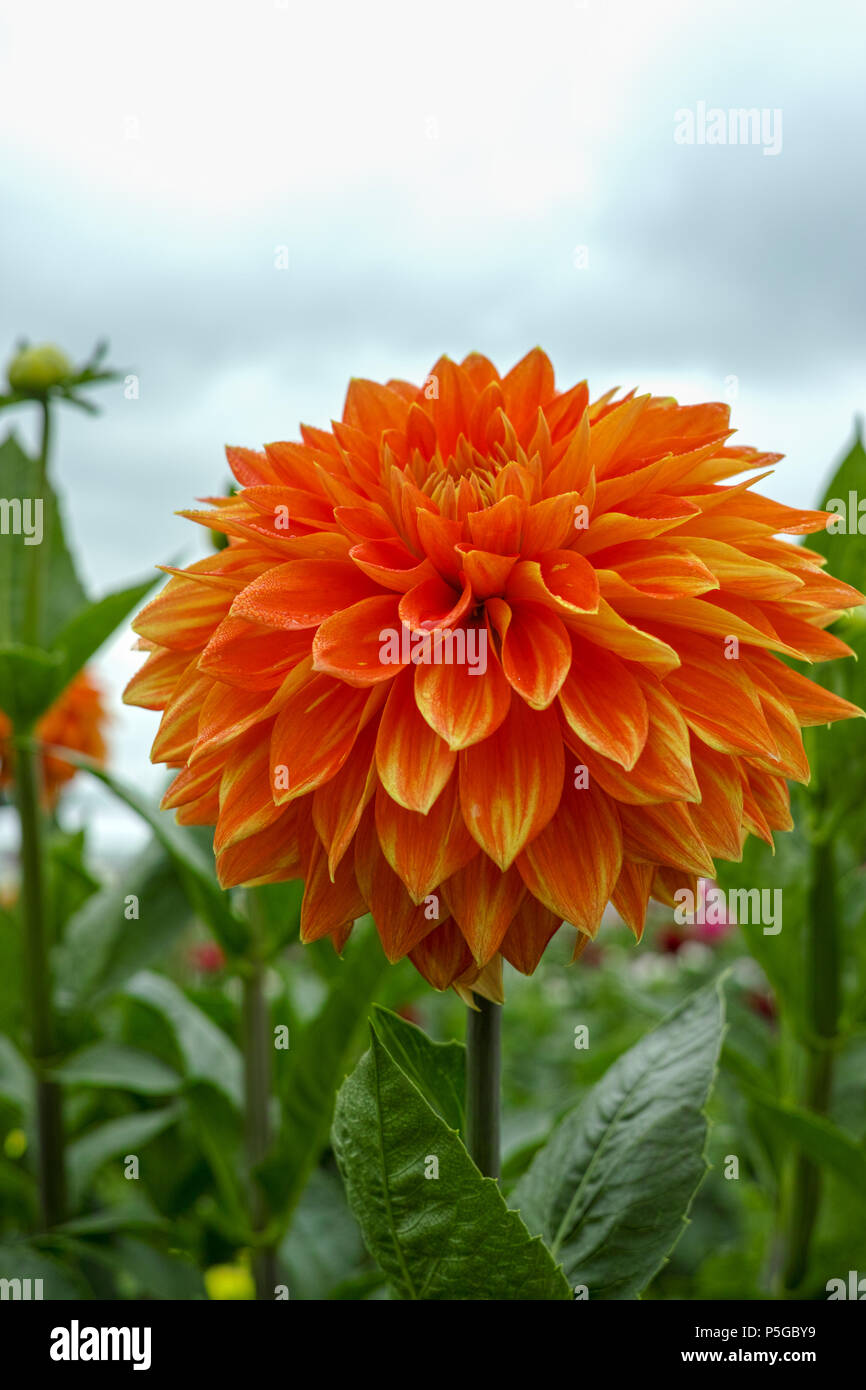 Lachs Orange Dahlie Blüte an der Pflanze, am Schönen Blumenstrauß oder  Dekoration aus dem Garten Stockfotografie - Alamy