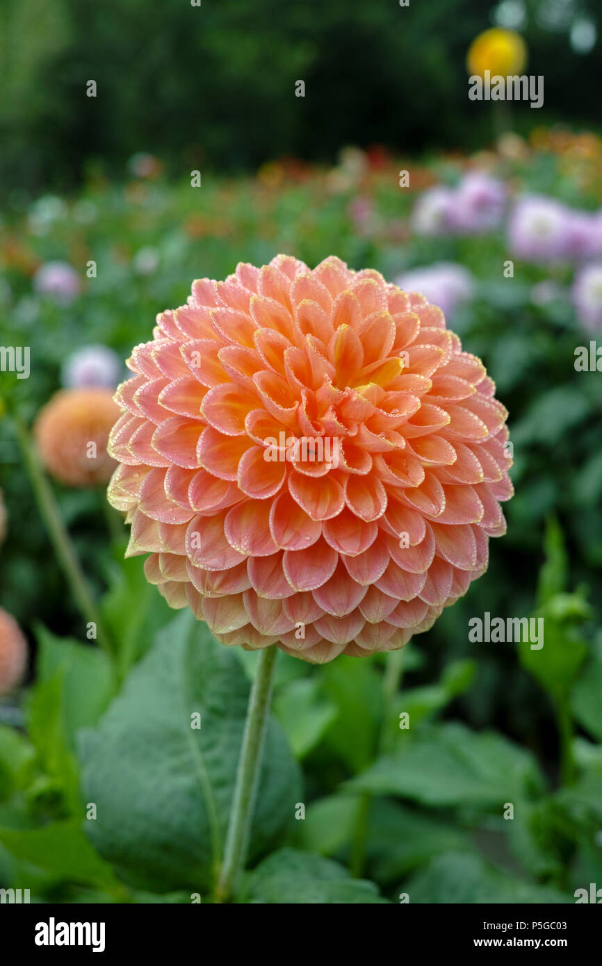Lachs Orange Dahlie Blüte an der Pflanze, am Schönen Blumenstrauß oder  Dekoration aus dem Garten Stockfotografie - Alamy