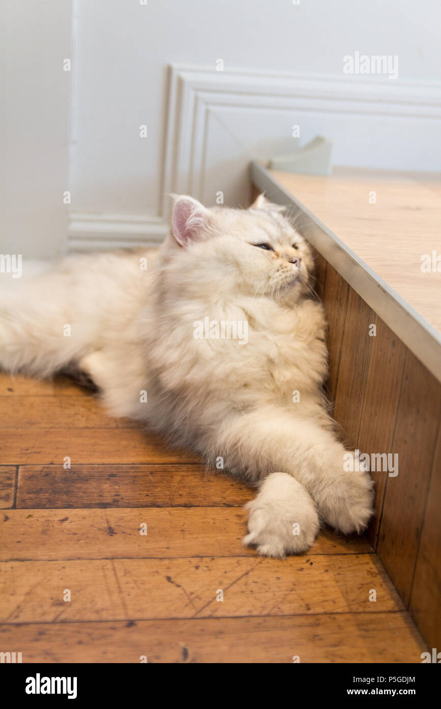 Eine Katze in Mokka Cat Cafe in Harajuku, Tokio Stockfoto