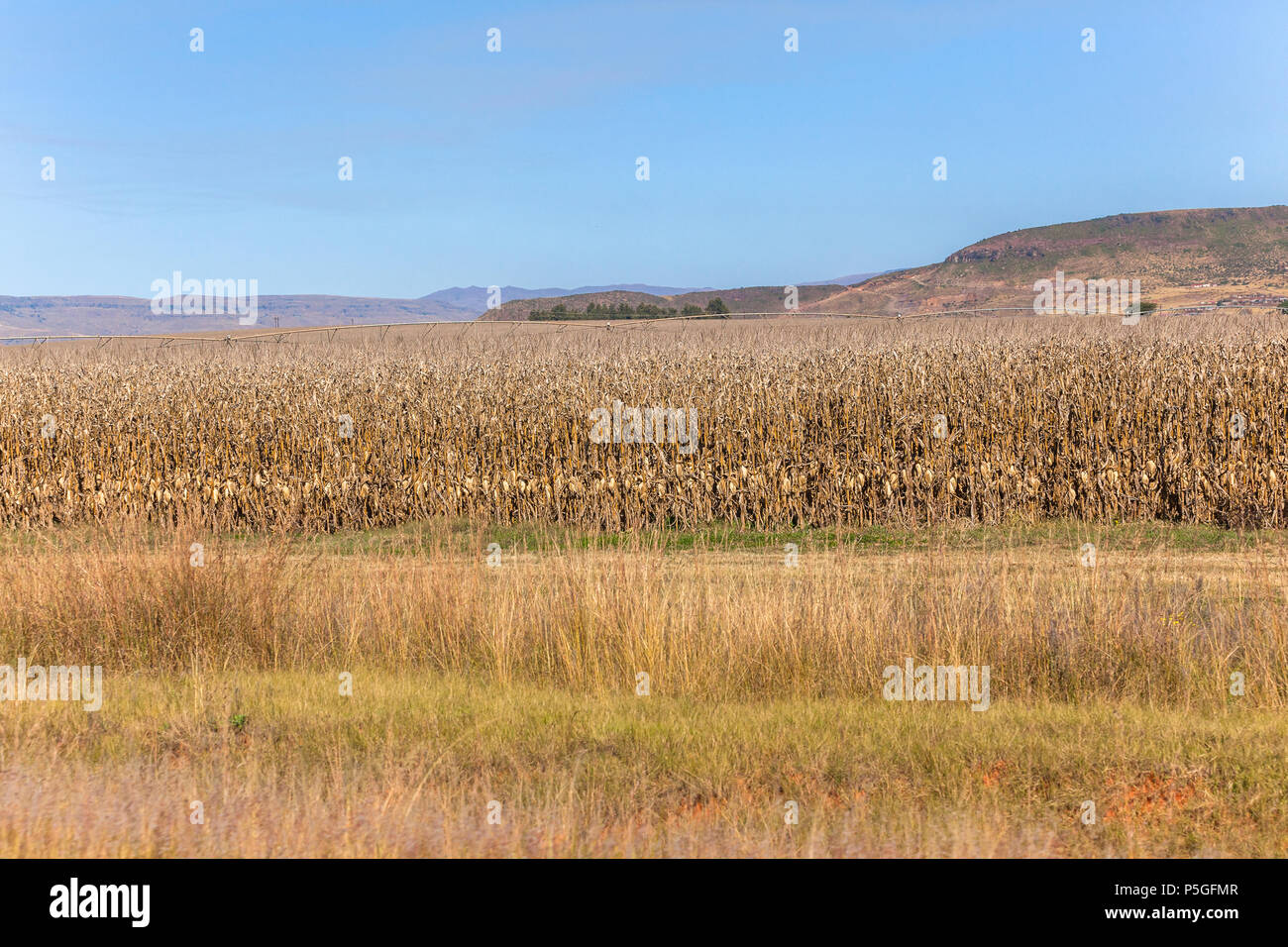 Ländliche herbst winter Ackerland mit einem großen Feld von trockenem Mais Ernte mit weit entfernten Sprinklern. Stockfoto