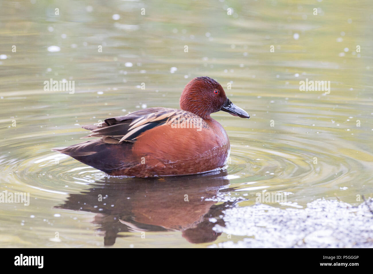 Ein Drake cinnamon Teal auf eine versunkene Stumpf. Stockfoto
