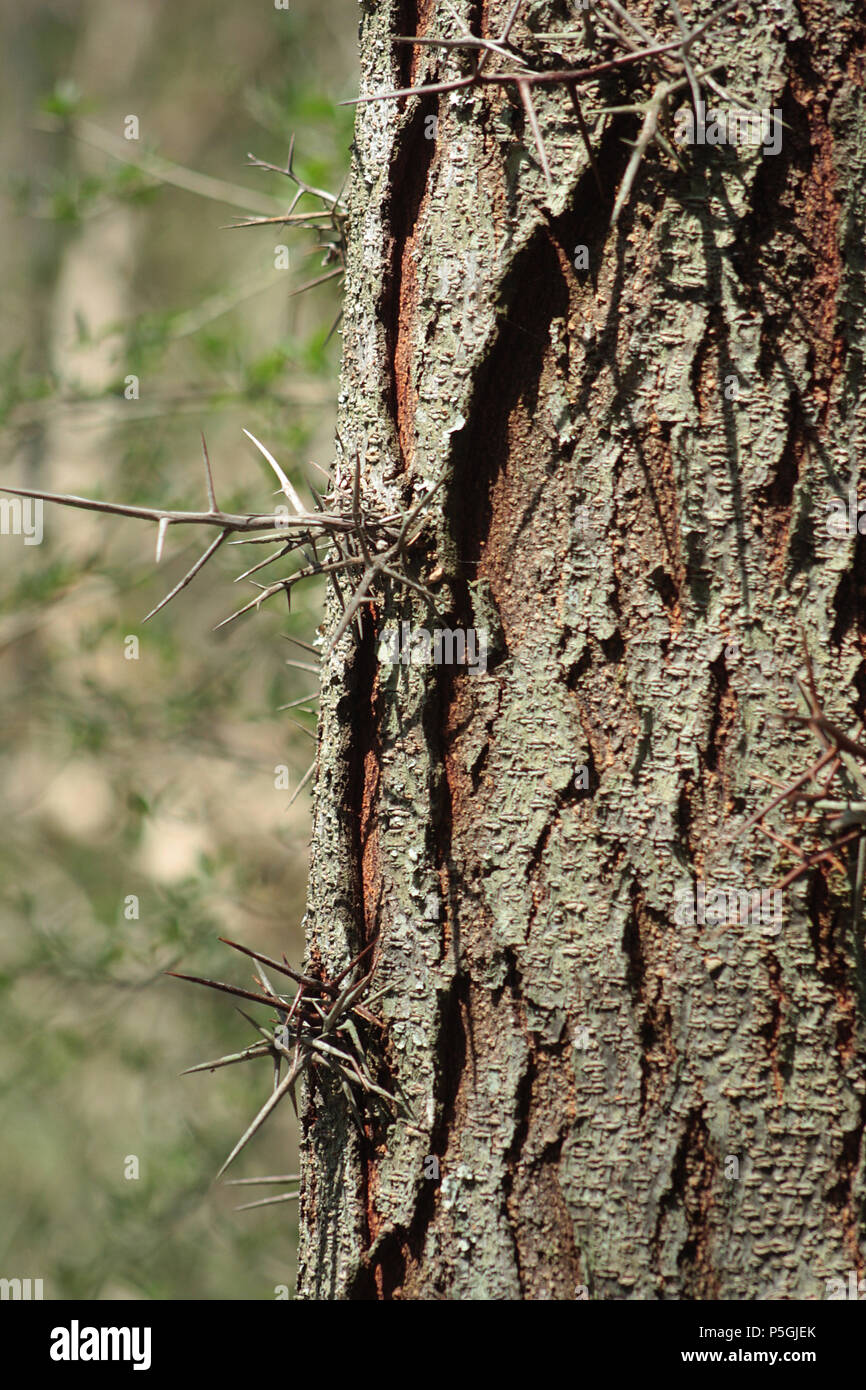 Dornen von Honey Locust Tree Stockfoto