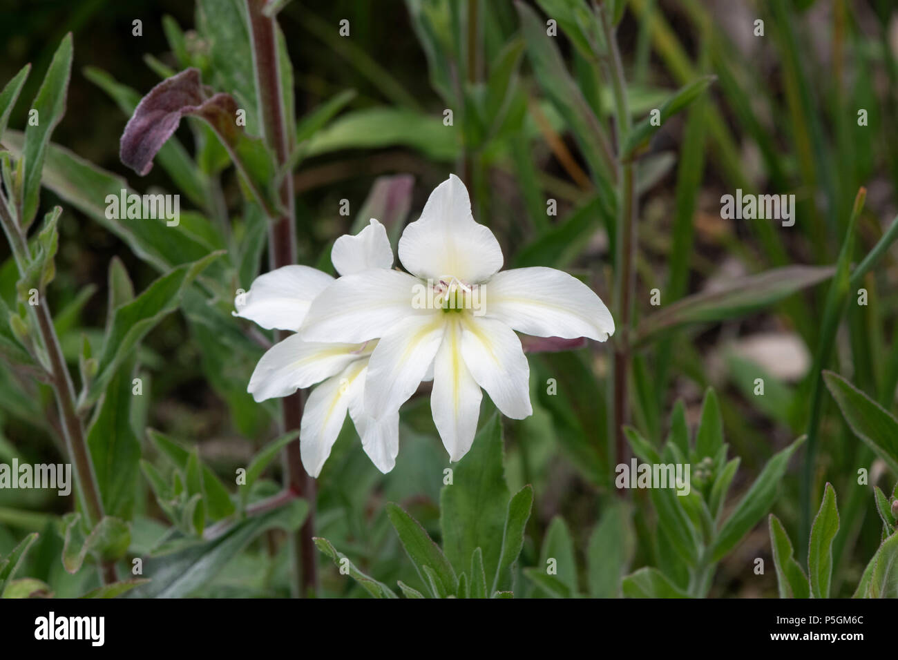 Gladiolus x colvillei 'Braut'. Schwertlilie 'Braut' Blume Stockfoto