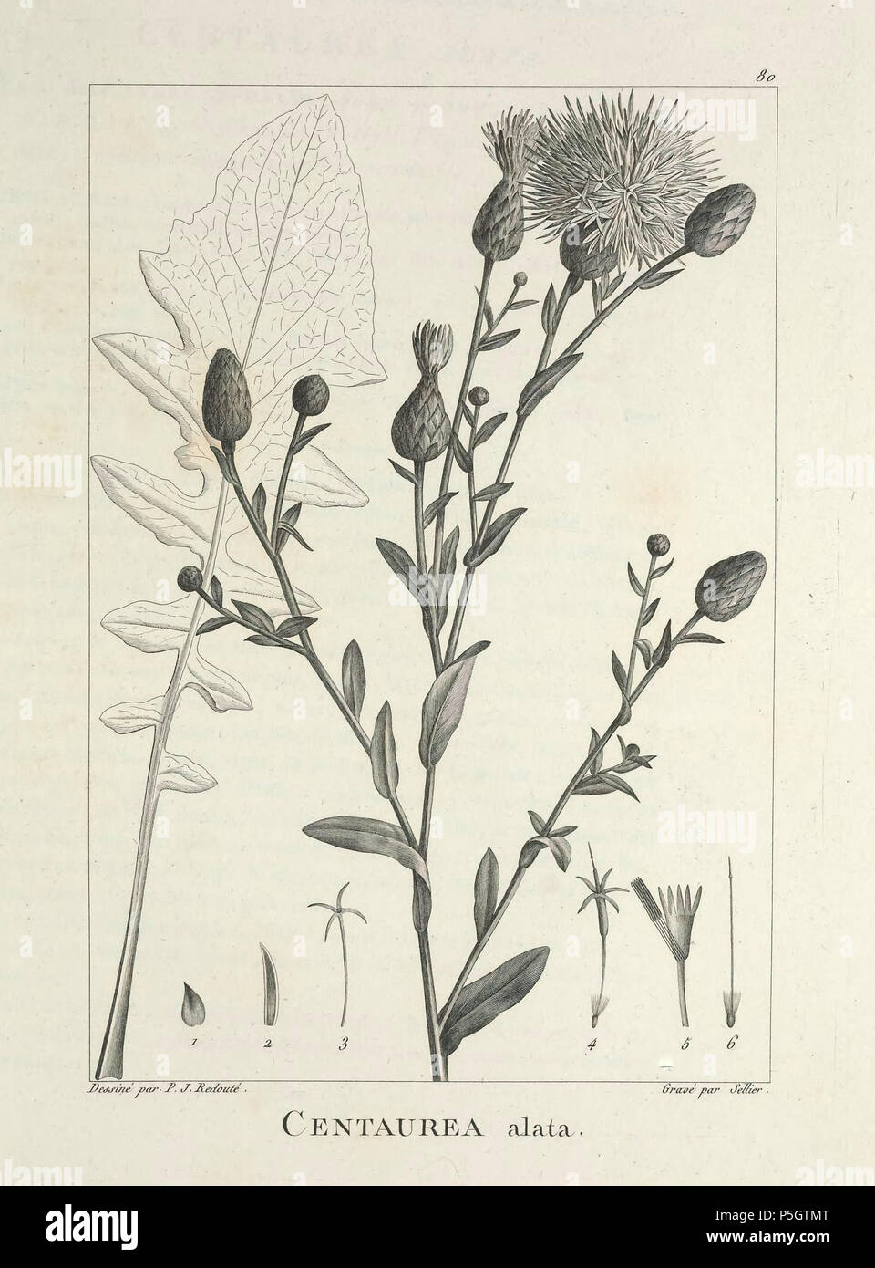 N/A. Español: Centaurea behen DC. (Como Centaurea alata Lam.) en Ventenat, E.P., Beschreibung des plantes Nouvelles et peu connues, Cultivées dans le jardin de J.M. Cels, S. 80 [1] y-pl. 80, 1802 [2] - 1: bráctea breitesten Externa, 2: bráctea breitesten Interna; 3: flósculo periférico, 4: flósculo Interno, 5: idem con el Limbo abierto, 6: pistilo de un flósculo Interno. 1802. Ventenat, E.P 261 C. behen - Ventenat-1 Stockfoto