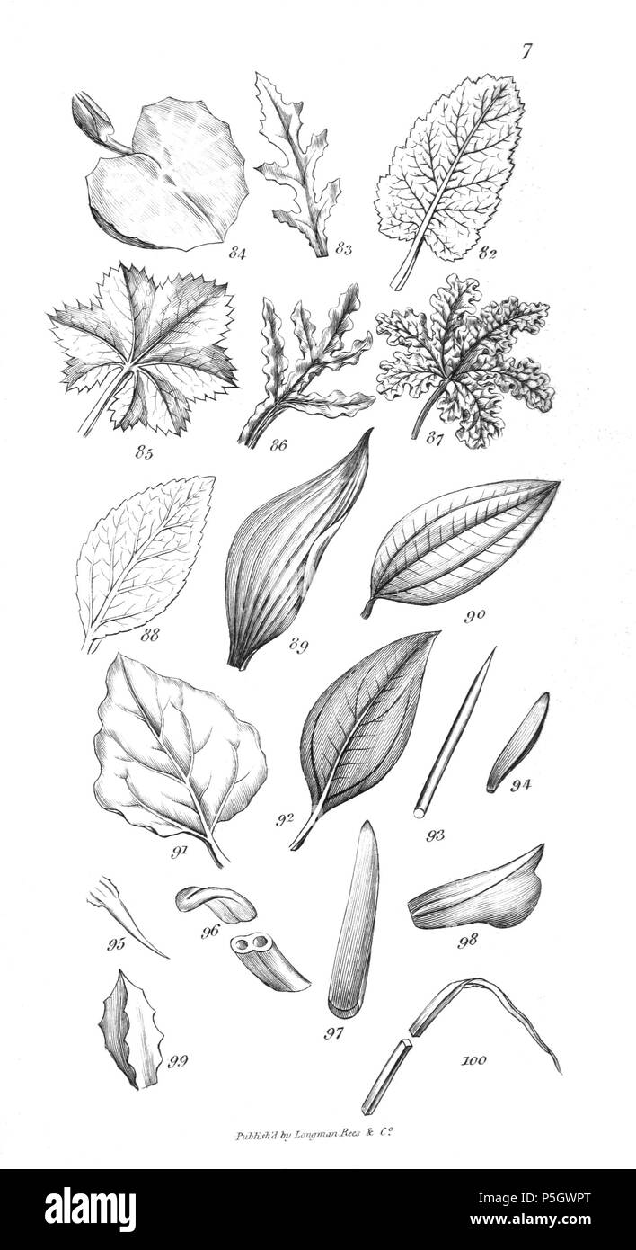 96 Eine Einführung in die physiologische und systematische Botanik - Platte 7 Stockfoto