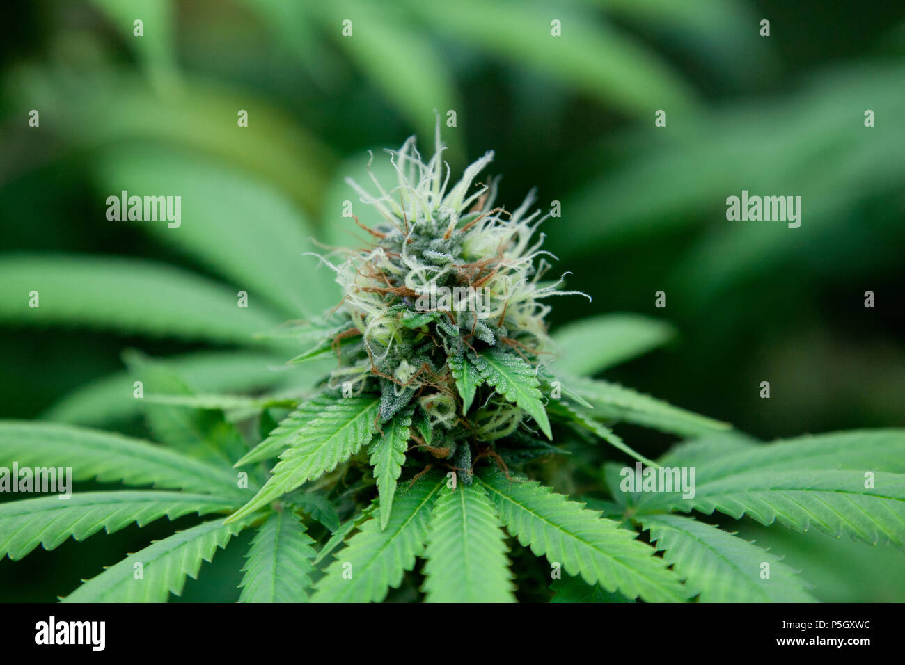 Cannabis-Pflanze Stockfoto
