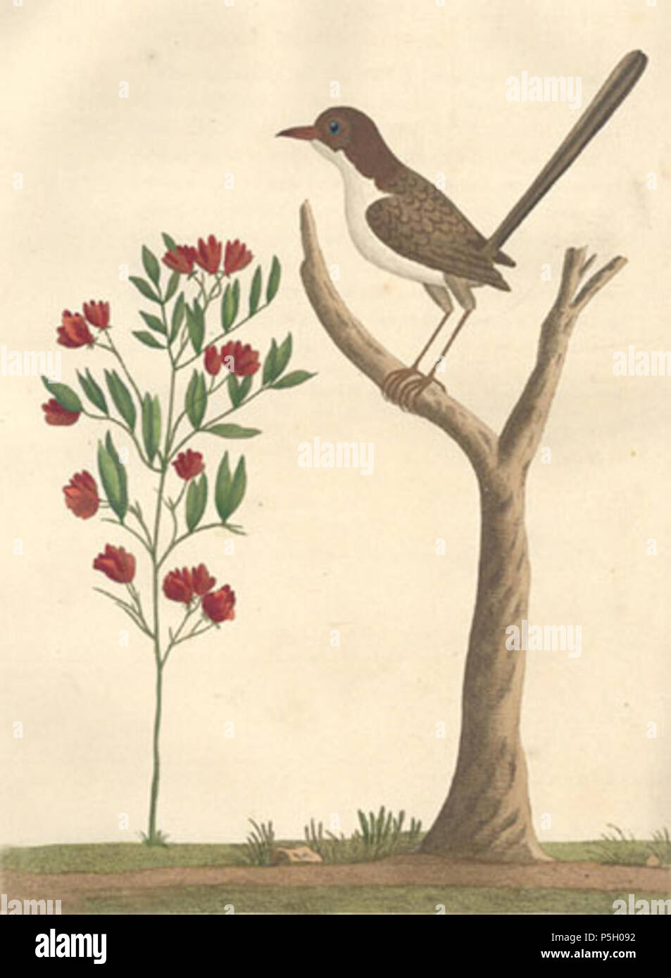 N/A. Weibliche Malurus lamberti. 1789. Arthur Phillip 552 Weibliche Super Warbler Stockfoto