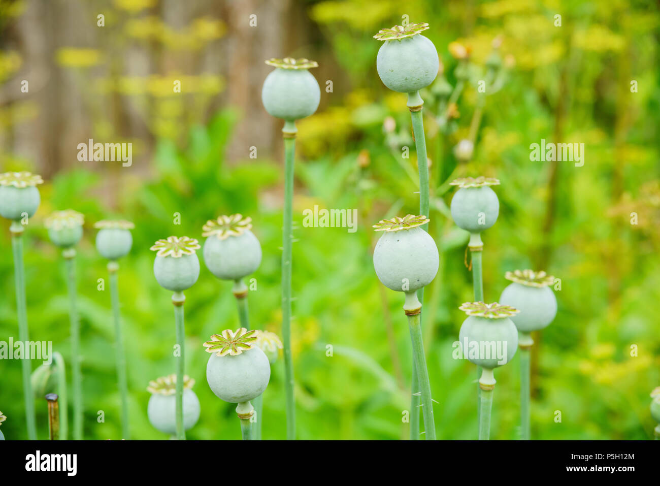 Papaver orientale Im Weald and Downland Living Museum in Chichester, Großbritannien Stockfoto