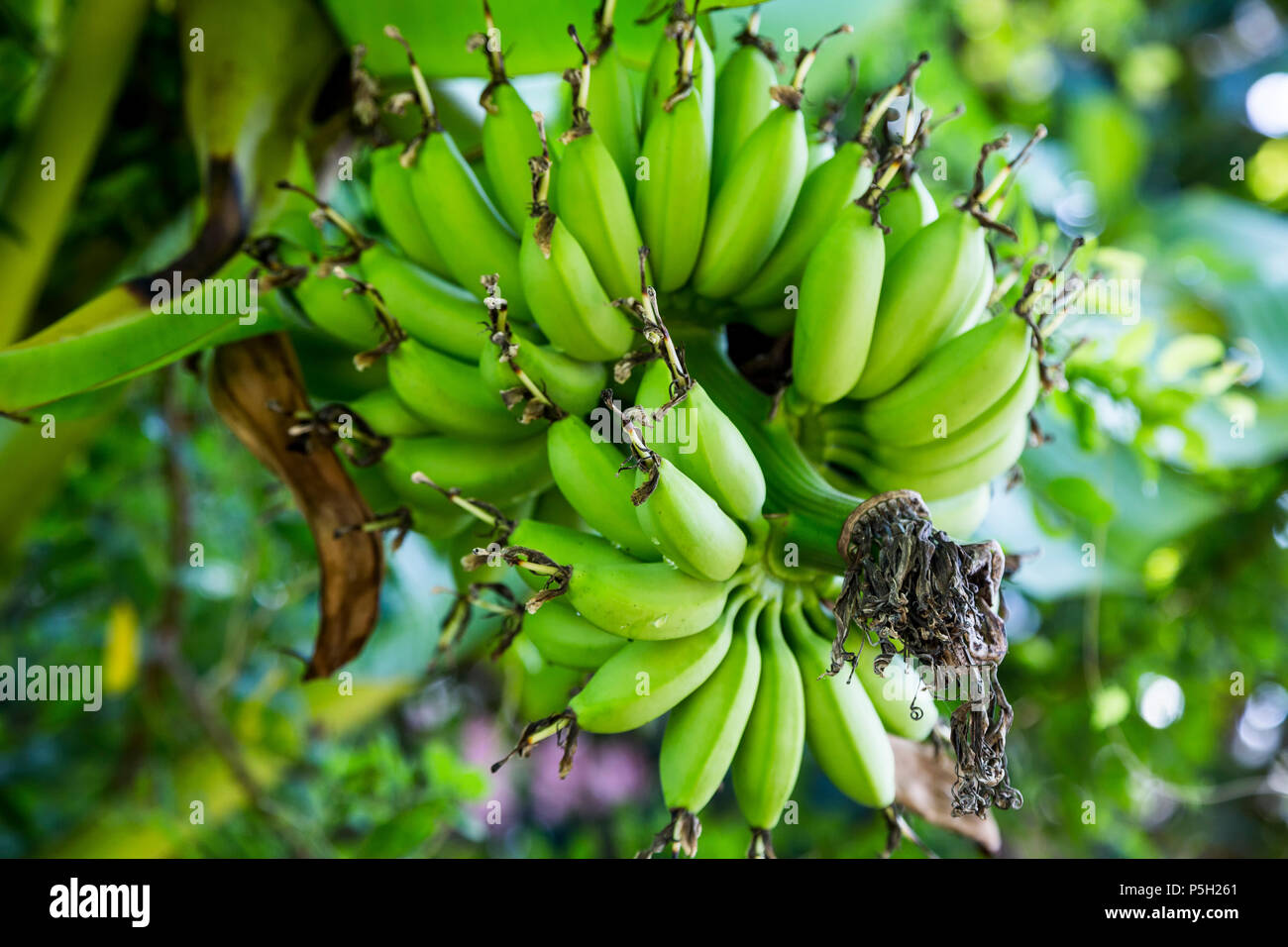 Bananen in der Nähe von Chiang Mai, Thailand Stockfoto