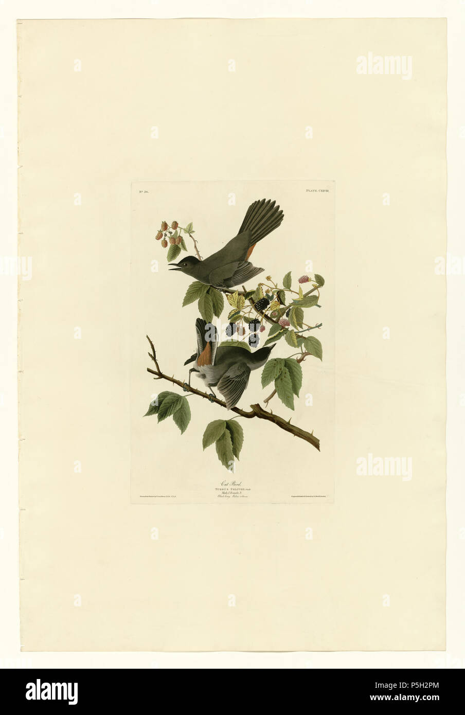 N/A. Platte 128 Vogelarten von Amerika von John James Audubon Darstellung Katze Vogel. zwischen 1827 und 1838. John James Audubon (1785-1851) Alternative Namen Geburt Name: Jean-Jacques - Fougère Audubon Beschreibung amerikanische Ornithologe, Naturalist, Jäger und Maler Geburtsdatum / Tod 26. April 1785 vom 27. Januar 1851 Ort der Geburt / Todes Les Cayes (Haiti) New York City Standort Louisville, New Orleans, New York City, Florida Authority control: Q 182882 VIAF: 14765625 ISNI: 0000 0001 1040 5836 ULAN: 500016578 79018677 LCCN: n NLA: 35010139 WorldCat 15 128 Katze Vogel Stockfoto