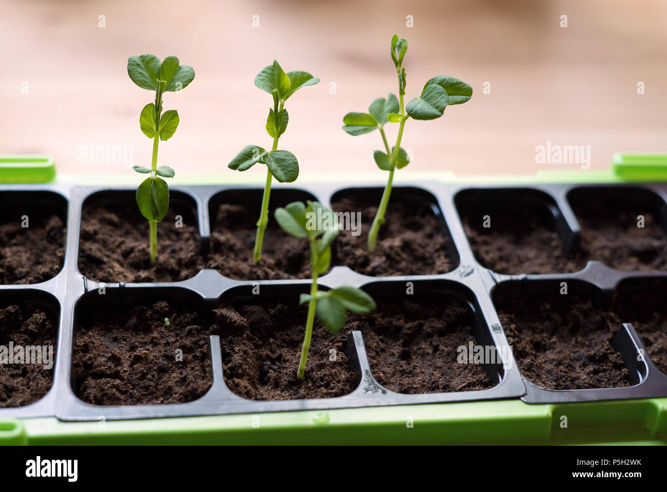 Lifestyle Makro von neuen, delikaten und grünes Gemüse pflanzen aus der Küche Garten im Inneren. Stockfoto