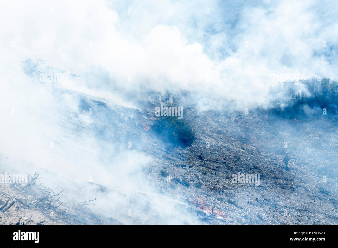 ANGELES National Forest, CA - 29. März: Eine kontrollierte in Angeles National Forest, Kalifornien am 29. März 2018 zu brennen. Stockfoto