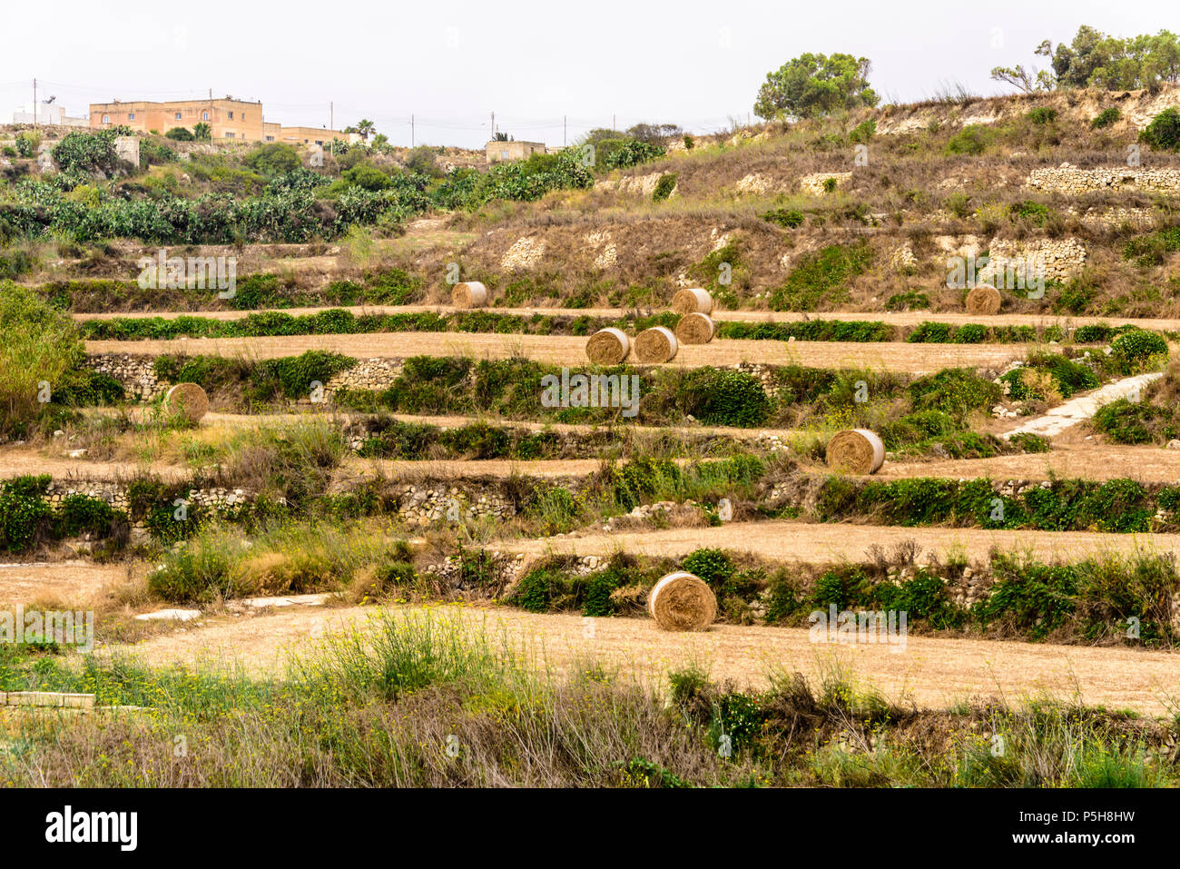 Hügel mit terrassierten Feldern für Landwirtschaft mit Heuballen, Gozo, Malta. Stockfoto