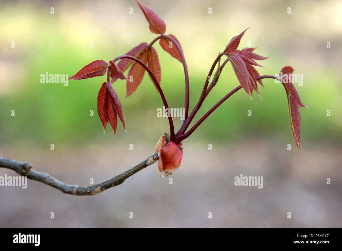 Rote Blätter der Roßkastanie Baum im Frühling Stockfoto