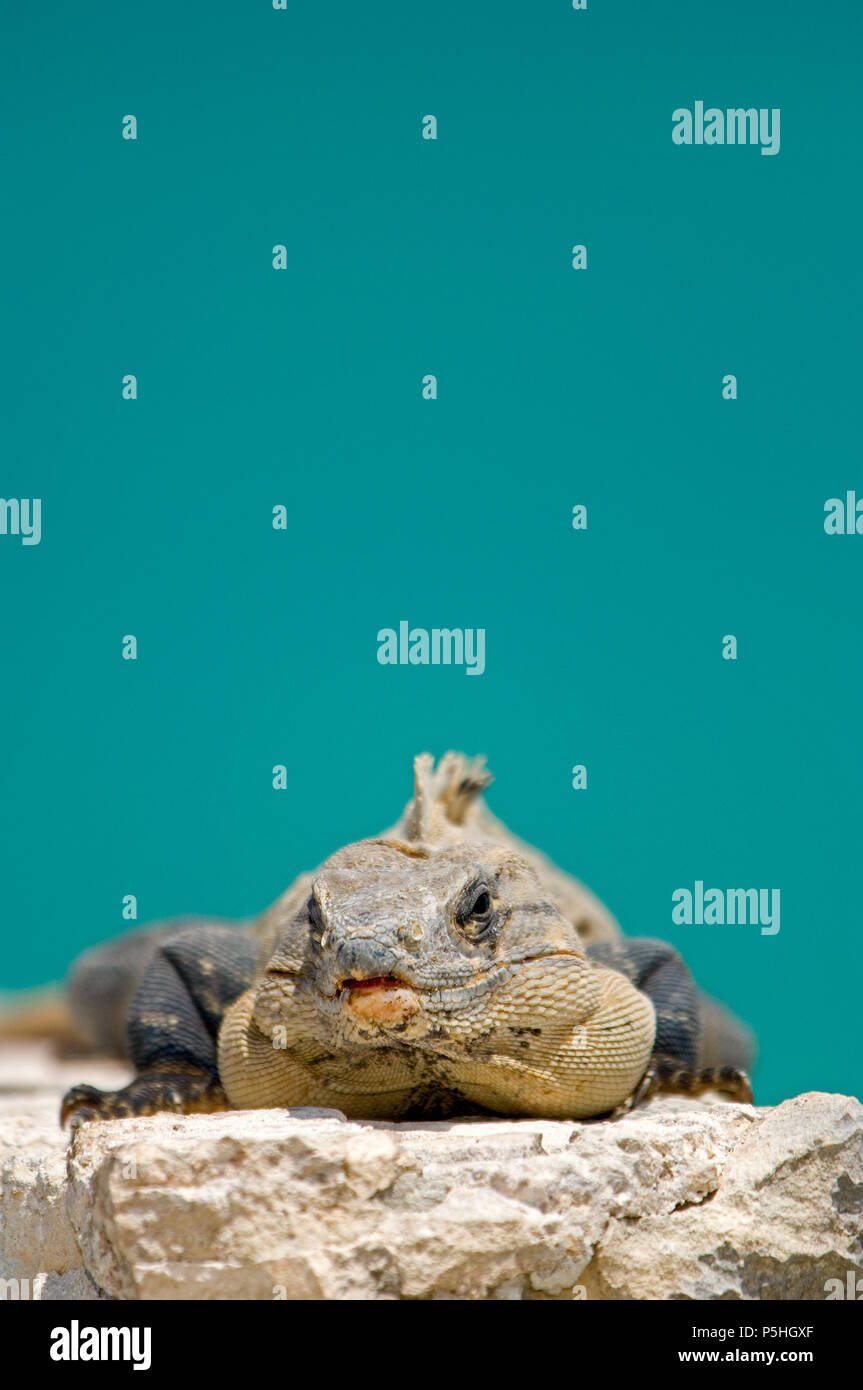 Ein männlicher mexikanischer Stachelschwanz-Iguana oder Schwarzer Iguana (Ctenosaura similis), vor dem mexikanischen Karibischen Meer Stockfoto