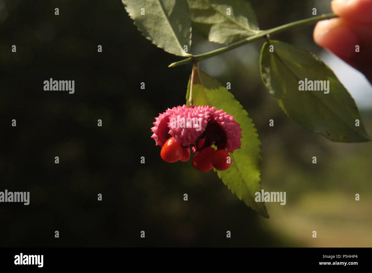 Frucht von Euonymus americanus Stockfoto