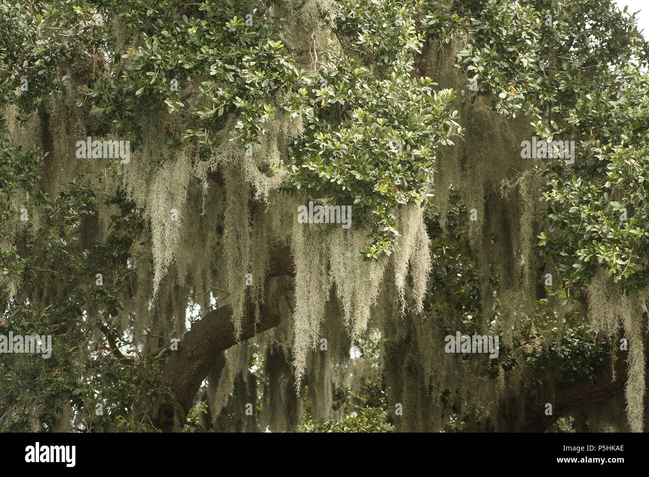 Spanisch Moss (Tillandsia usneoides) hängenden Ästen Stockfotografie