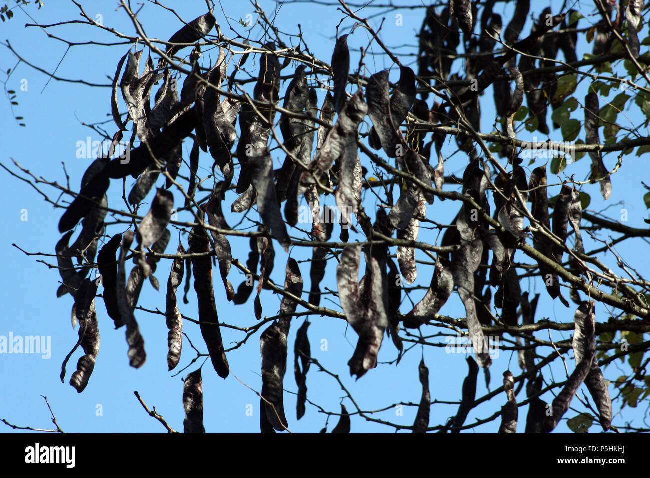 Bean pods von Honey Locust Tree Stockfoto