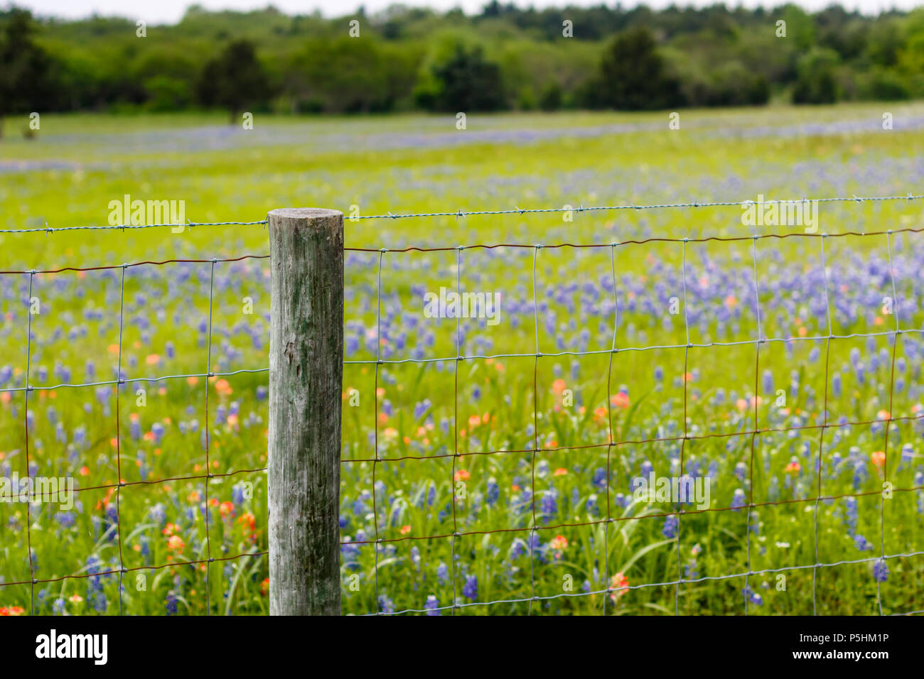 Ein Zaun vor einem Feld von Texas Bluebonnets. Stockfoto