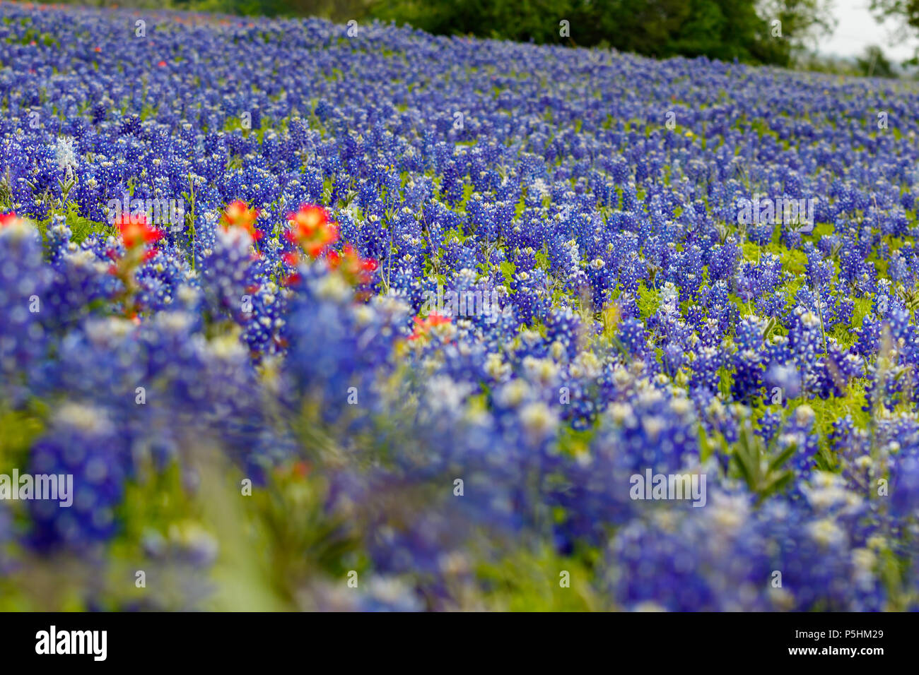 Ein Feld der schönen Texas Bluebonnets mit hohe Tiefenschärfe. Stockfoto