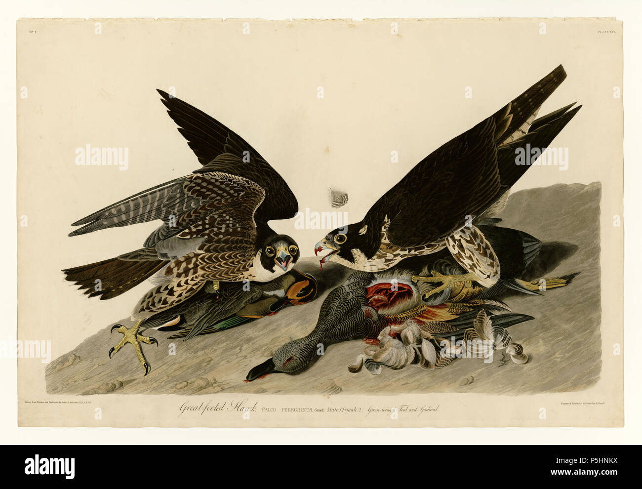 N/A. Platte 16 der Vögel von Amerika von John James Audubon Darstellung großer-footed Hawk. zwischen 1827 und 1838. John James Audubon (1785-1851) Alternative Namen Geburt Name: Jean-Jacques - Fougère Audubon Beschreibung amerikanische Ornithologe, Naturalist, Jäger und Maler Geburtsdatum / Tod 26. April 1785 vom 27. Januar 1851 Ort der Geburt / Todes Les Cayes (Haiti) New York City Standort Louisville, New Orleans, New York City, Florida Authority control: Q 182882 VIAF: 14765625 ISNI: 0000 0001 1040 5836 ULAN: 500016578 79018677 LCCN: n NLA: 35010139 WorldCat 18 16 Große-footed Hawk Stockfoto