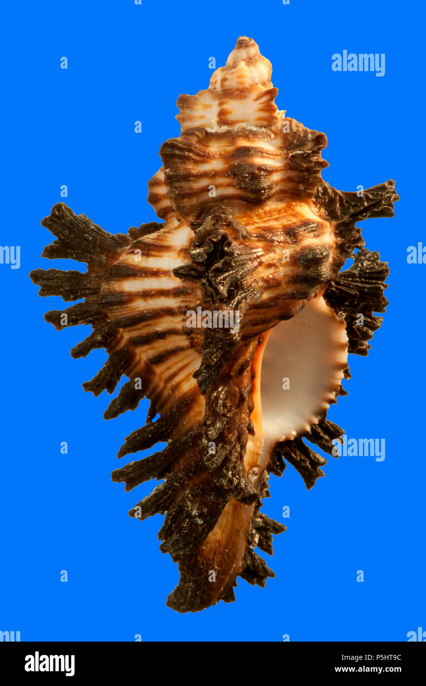 Seashells von Chicoreus Brunneus. Malakologie Sammlung. Spanien. Europa Stockfoto
