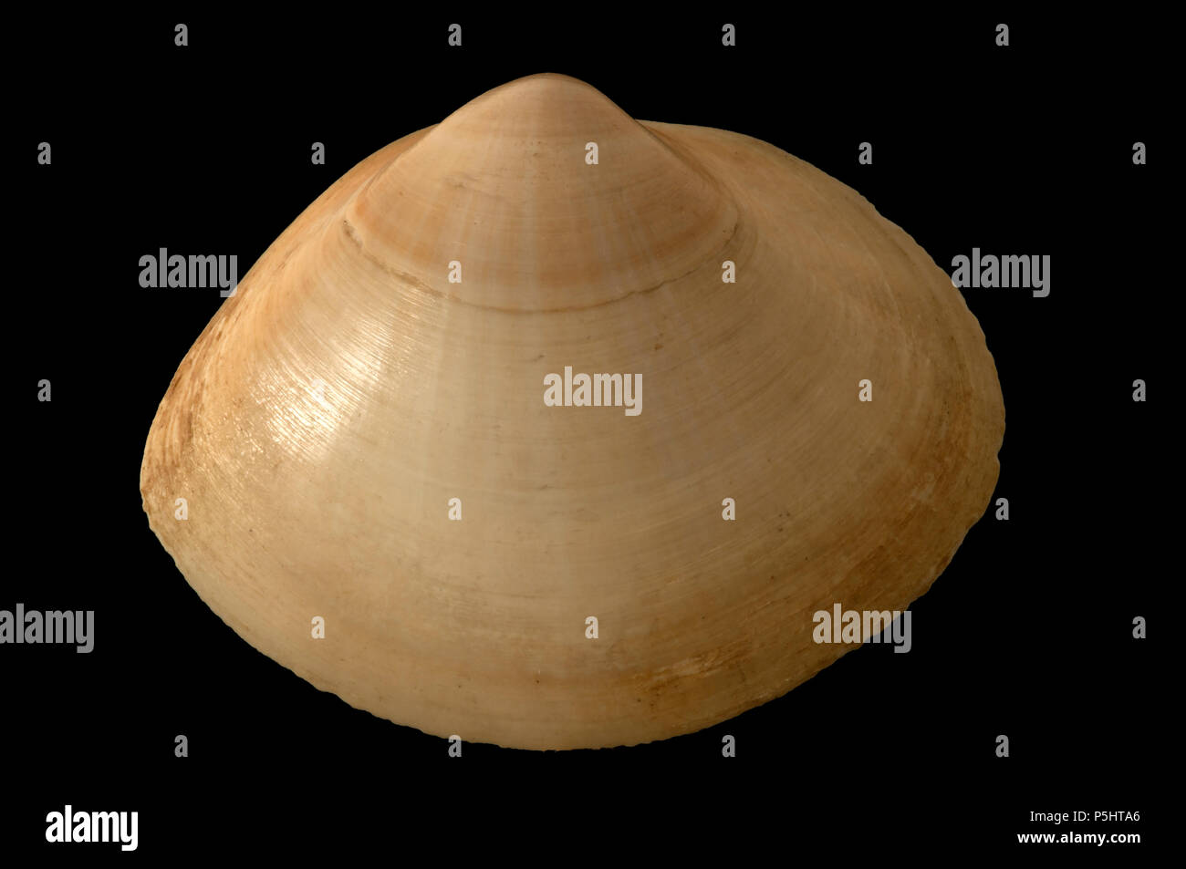Muschel von Callista chione. Malakologie Sammlung. Spanien. Europa Stockfoto