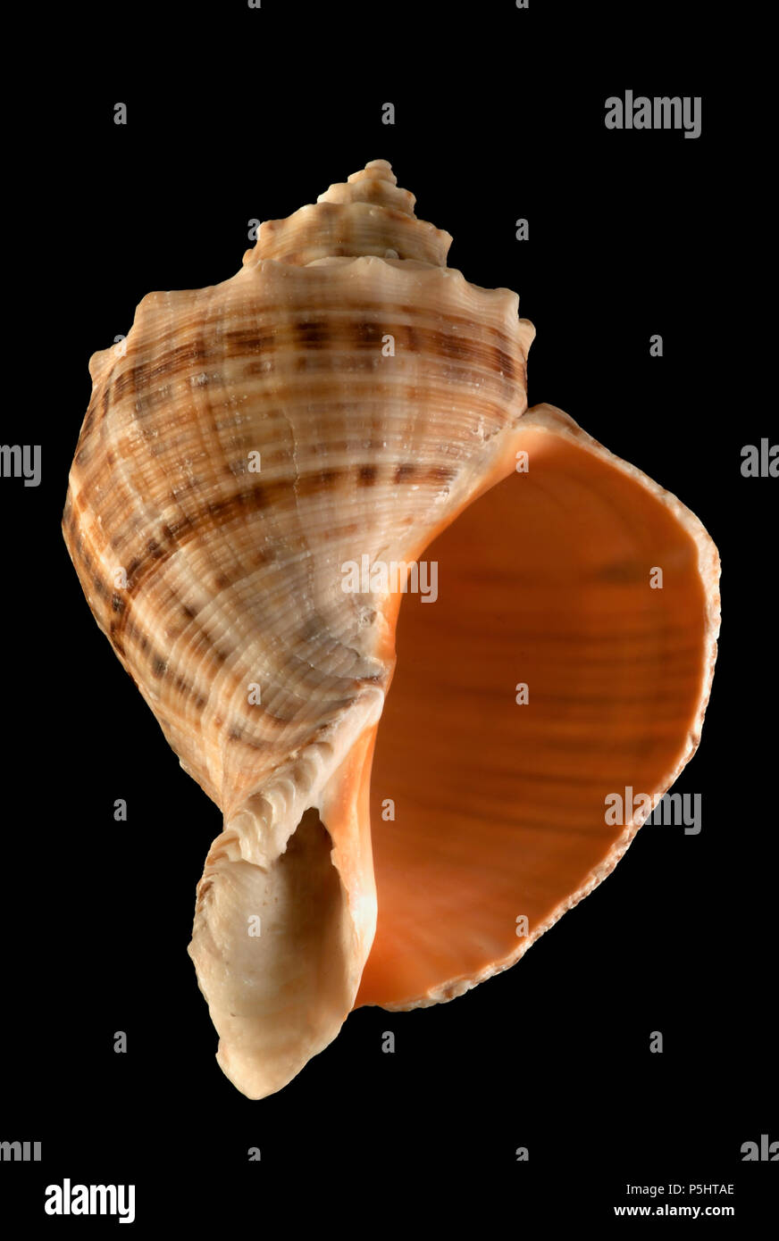 Muschel von Rapana venosa. Malakologie Sammlung. Spanien. Europa Stockfoto
