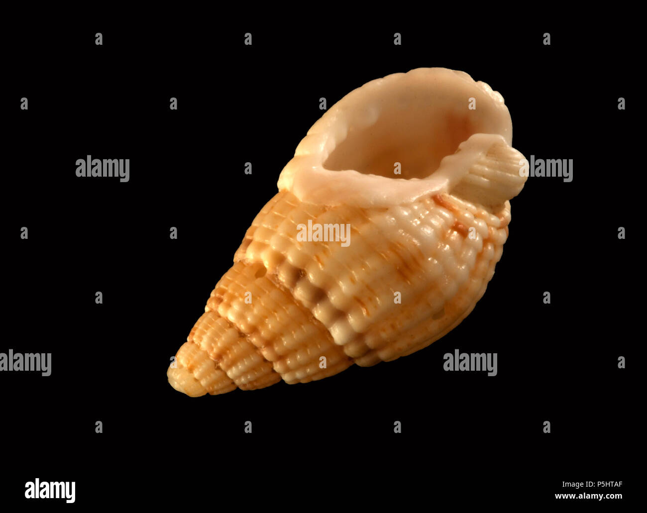 Seashells von Nassarius reticulatus. Malakologie Sammlung. Spanien. Europa Stockfoto
